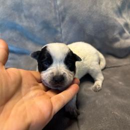 Boy 3 - Blue male Australian Cattle Dog puppy in Cottage Grove, Oregon from Heirloom Ranch