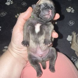 Canelo - Fawn male Pug puppy in Vader, Washington from Tanori Kennels
