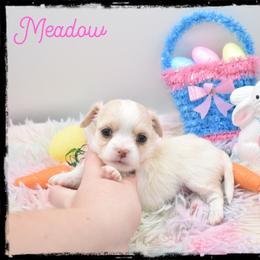 Meadow - Cream and white female Chihuahua puppy in Demorest, Georgia from Sourpatch Chihuahuas