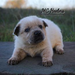 Scarlett - Red speckled female Australian Cattle Dog puppy in Runnels County, Texas from MC Heelers & Aussies