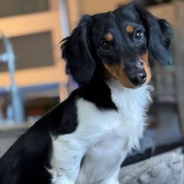 Peter - Dachshund