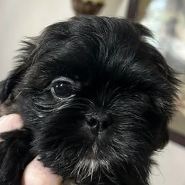 Shih Tzus from Dena’s Shih Tzus