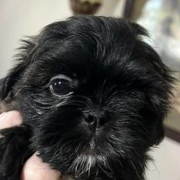 Shih Tzus from Dena’s Shih Tzus