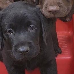 Puppy girl 1 - Black female Labrador Retriever puppy in Corona, California from Whimsical Farms Labrador Retrievers