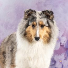 Shetland Sheepdog puppies from Arrowwood Acres