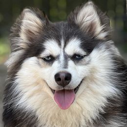 Blueberry - Pomsky