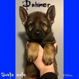 Dahmer - Sable male German Shepherd puppy in Lewisburg, Kentucky from RED’s German Shepherds