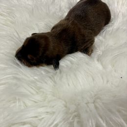 Boy 1 - Red male Dachshund puppy in Wayland, Iowa from CR Kennels