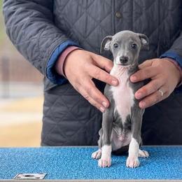 Boy 3 - Blue male Italian Greyhound puppy in Sugar Valley, Georgia from Pinnacle Farm and Kennel