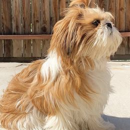 Shih Tzus from Kerbey's Shih Tzus