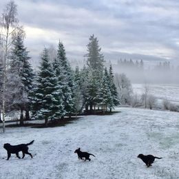 Bernese Mountain Dog All Grown Up from Black Forest Bernese
