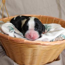 Oak - Black and white male English Springer Spaniel puppy in Lexington, South Carolina from House Tiner Springers