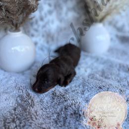 Dachshund Puppies from CSW Dachshunds