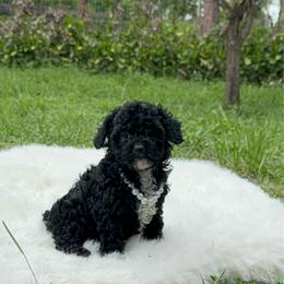 Onyx Tiny - Black male Poodle puppy in Florida from Puppies Forever 💙❤️🐶