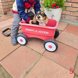 April male 2 - Black tan and white male Beagle puppy in Lemoore, California from Linda's Puppies