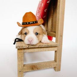 Willie - Red merle and white male American Corgi puppy in Adairsville, Georgia from Ingram's Corgis