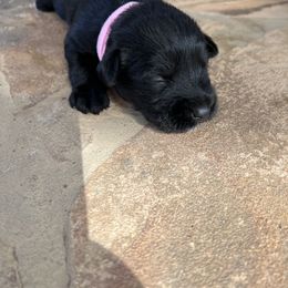 Miniature Schnauzer Puppies from Whistling Dixie Schnauzers