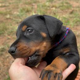 Arrow - Black and rust male Doberman Pinscher puppy in Toney, Alabama from Bhon Mhuir Dobermanns