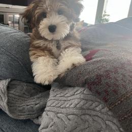 Bernedoodle, Cavapoo, Havanese, and Havapoo Puppies from Lady Paws Puppies - Cassie