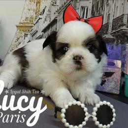 Lucy - Black gold and white female Shih Tzu puppy in Peoria, Arizona from Loyal Shih Tzu