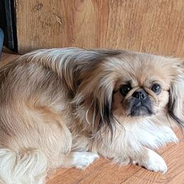 Jewel - Pekingese