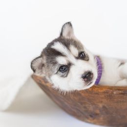 Siberian Husky Puppies from Hargaden Huskies