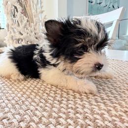 Fiyero 2500 back to school special - Black tan and white male Biewer Terrier puppy in Cartersville, Georgia from Alpha Tiny Paws