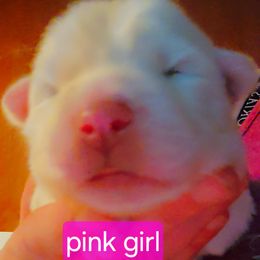 Heartbreaker - White female Siberian Husky puppy in Quincy, Illinois from Boden Breeding