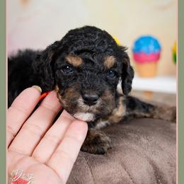 Bates - Black and tan male Cockapoo puppy in Connersville, Indiana from Deaz Doodle Ranch