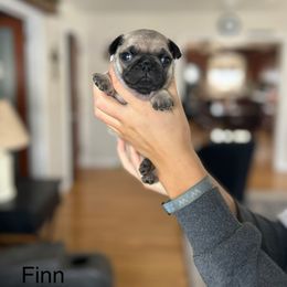 Finn - Fawn male Pug puppy in New Haven, Indiana from Milan Pugs