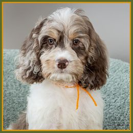 Steve - Merle male Cockapoo puppy in Connersville, Indiana from Deaz Doodle Ranch