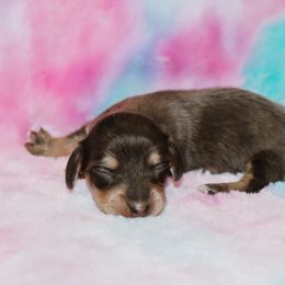 Blue Cream Female - Gray (blue) and cream female Dachshund puppy in Coldwater, Mississippi from Mississippi Shorties Miniature Dachshunds