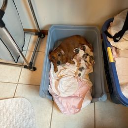 Scarlett - Dachshund