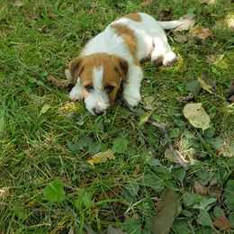 Russell Terrier Puppies from White River Kennel
