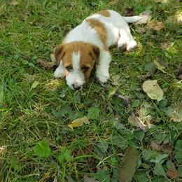 Russell Terrier Puppies from White River Kennel