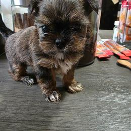Suma - Brindle and white male Shorkie puppy in Bruceville, Indiana from Baby Girl’s Yorkies, Shih-Tzu, Shorkies
