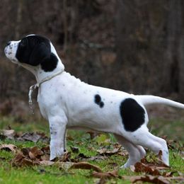 Pointers from Southern Pointers