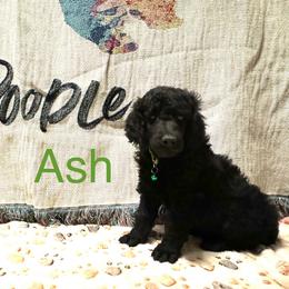Poodle Puppies from Jewels Mtn Poodles