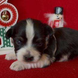 Stetson -AKC - Black and white male Havanese puppy in Verden, Oklahoma from Holcombs Puppy Ranch