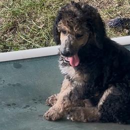 Meryl Streep - Phantom female Poodle puppy in Mount Gilead, Ohio from Cats Creek Standard Poodles