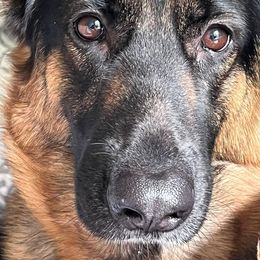 German Shepherds from Montevallo German Shepherds