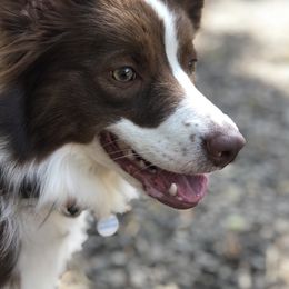 Kate - Border Collie