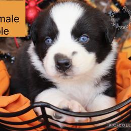 Toad - Black & white male Australian Shepherd puppy in Squaw Valley, California from A&M Australian Shepherds