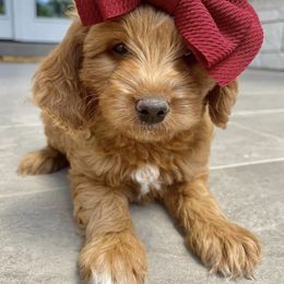 Goldendoodle Puppies from Paddington Doodles