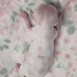 Girl 1 - female Dachshund puppy in Redding, California from Dulcedoxies