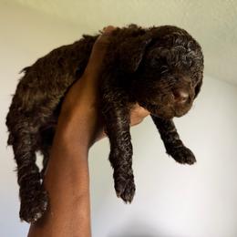 Green - Black male Poodle puppy in Atlanta, Georgia from Syren House Doodles & Poodles