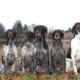 German Shorthaired Pointer Puppies from Keystone Gun Dogs/vom Schlussstein Shorthairs