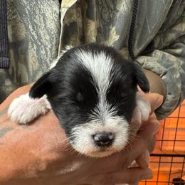 Yellow Girl - Parti female Miniature Schnauzer puppy in Oneonta, Alabama from Murphree Valley Kennels