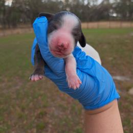Cruella - Black and tan female Dachshund puppy in Winter Haven, Florida from Gateway 2 Little Paws