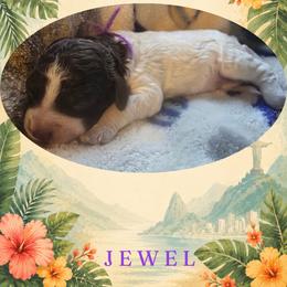 Girl 1 - Brown roan female Lagotto Romagnolo puppy in Salida, California from Harper's Lagotti